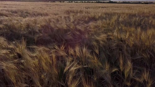 Aerial Shot a Wheat Field