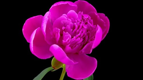 Bright Pink Flower Blooming in Time Lapse