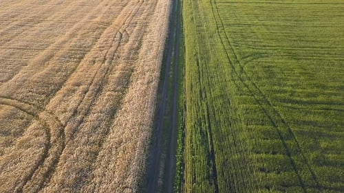 Road Between Fields