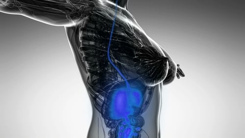 3D Medical Animation of Human Digestive System with Glowing Path