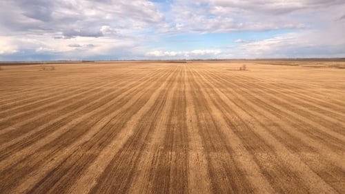 Aerial View of Yellow Agriculture Crops Field