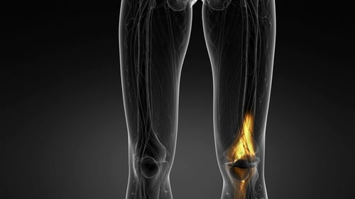 Knee Bones Anatomy