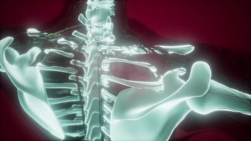 Human Body with Visible Skeletal Bones