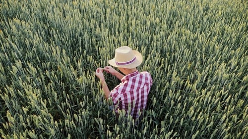 Top View A Male Farmer Is Working in a Field of Still Green Wheat