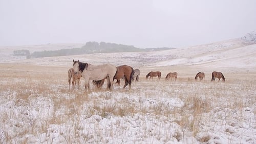 The Horses Graze on the Snowy Field and Leave. Snowing.