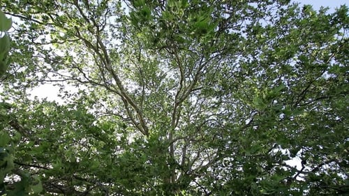 Crowns of Trees With Leaves in Early Spring Sunny Day.