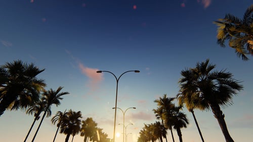 Scenic Drive Past Palm Trees and Streetlights at Golden Hour