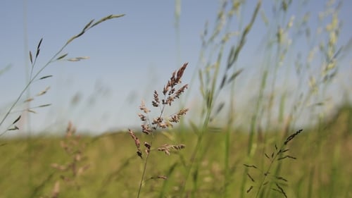Meadow of Wild Grasses