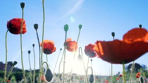 Blumen