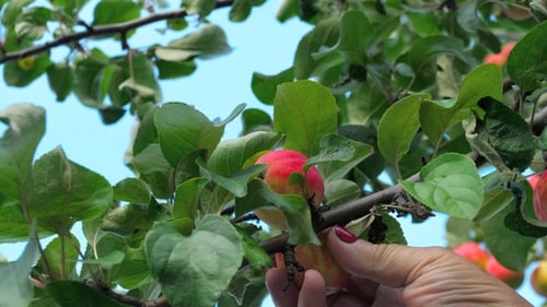 Im Sommer roten Apfel von einem Baum pflücken