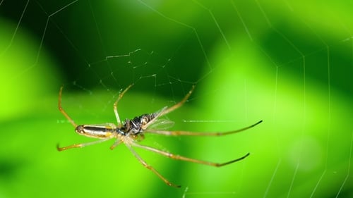 Spider Sitting in Web With Green Background