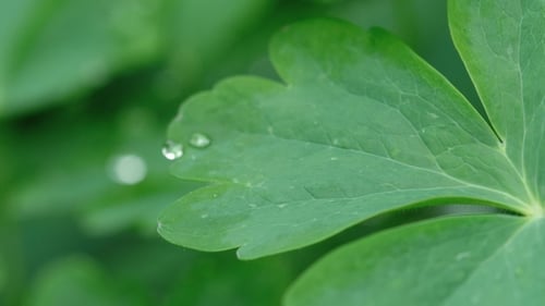 Aquilegia Leaf with Raindrops
