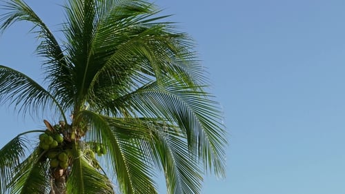 Coconut Palm Tree Against Clear Blue Sky