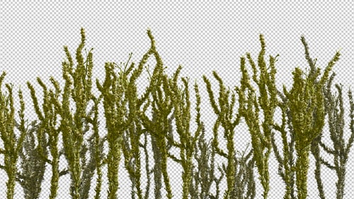 Realistic Green Grass Swaying Alpha Channel Background Loop