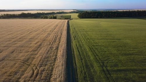Road Between Fields