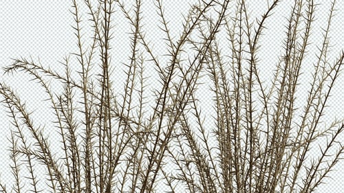 Spiny Plants