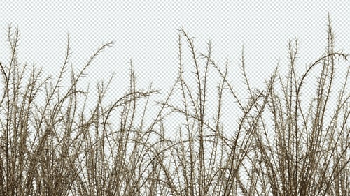 Dry Thorns Bush Shaking with Alpha Channel
