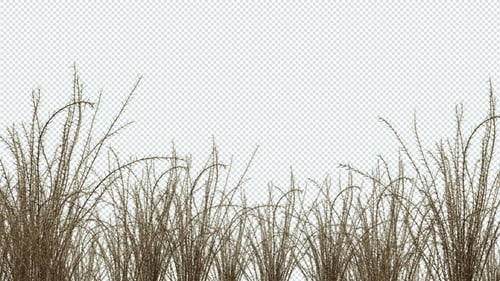 Glade With Spiny Plants