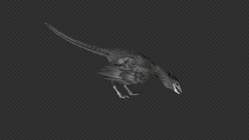 Flying Feathered Dinosaur 3D Animation Alpha Channel