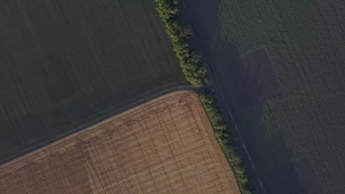Vue aérienne d'un champ de blé