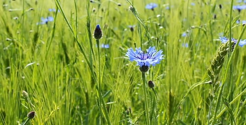 Single Cornflower