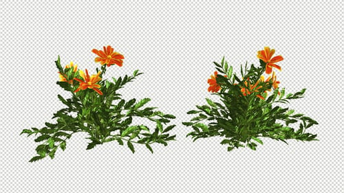 Animated Plant with Swaying Orange Flowers on Transparent Background