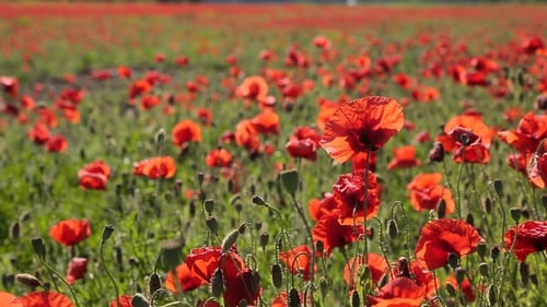 Huge Field of Blossoming Poppies - Background