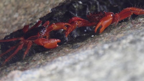 Two Red Crabs Fighting in Cleft on Similan Island