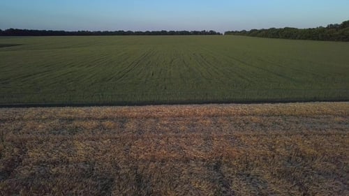 Aerial Shot a Wheat Field
