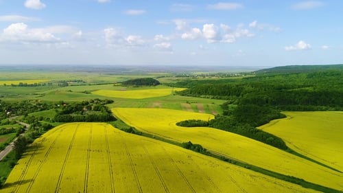Aerial View of a Field of Rapeseed with Beautiful Cloud. Green Energy