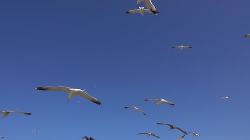 Viele Möwen fliegen an sonnigen Tagen gegen blauen Himmel