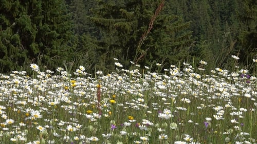Sommerwiese mit Gänseblümchen, Panorama
