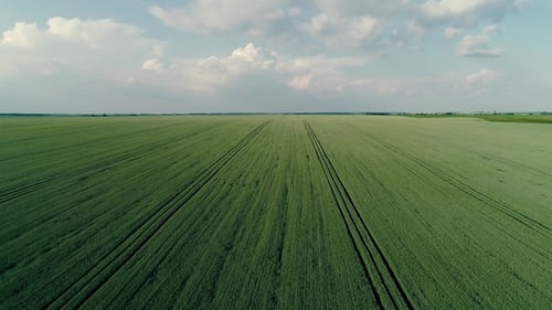 Fly Over Green Wheat Field