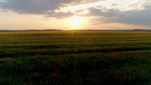 Aerial Drone Footage. Fly Over Wheat Field at Sunset