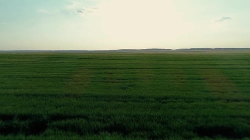 Fly Over Green Wheat Field