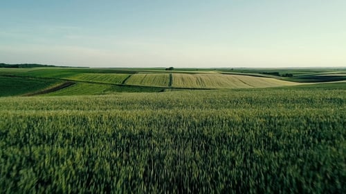 Aerial View of Vibrant Green Farmland on Sunny Day