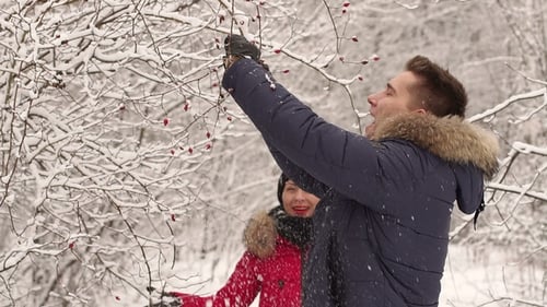 Man Breaks a Branch with Berries in Winter Forest