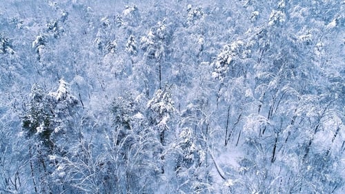 Snowy Branches in Forest. Winter Fairy Background