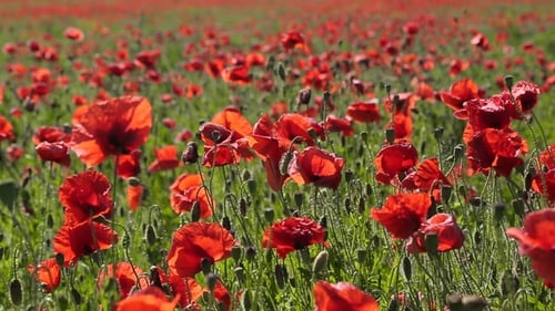 Huge Field of Blossoming Poppies