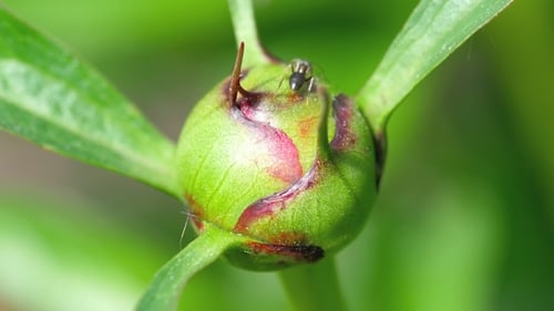 Peony Bud