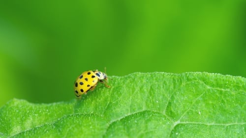 Yellow Ladybug Resting on a Green Leaf
