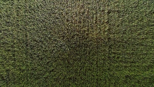 Green Wheat View From the Top. Camera Is Approaching the Bottom. Movement From Top To Bottom