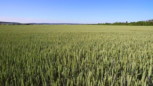 Aerial Footage Over a Field of Wheat on a Sunny Day