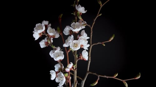Blühende Marillenblüten