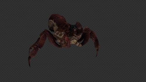 Spider Run And Walk Pack 8 in 1