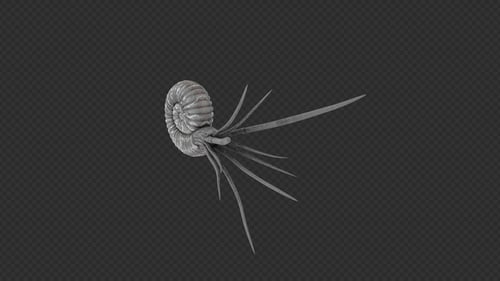 Nautiloidea Startled Pack 4 en 1