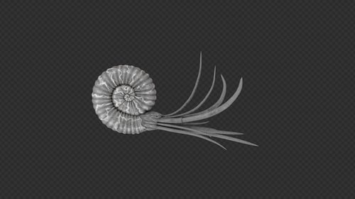 Nautiloidea Swim Pack 4 en 1