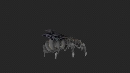 Bee Torpid Pack 3 en 1