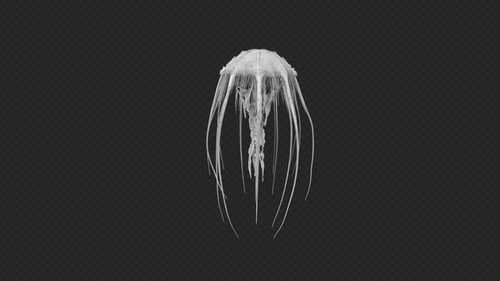 Cnidaria Idle1 Pack 3 en 1