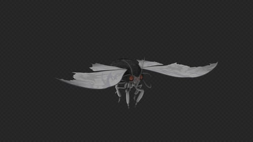 Realistic Moth Flying Animation with Transparent Background